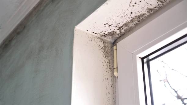 Best Mold Prevention Services  in USA